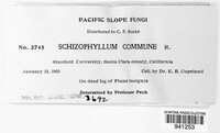 Schizophyllum commune image